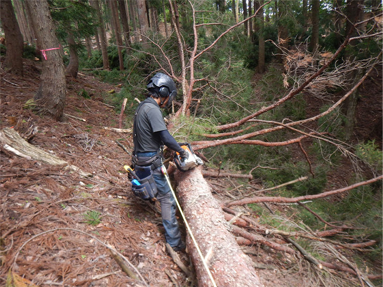 庭木・支障木伐採